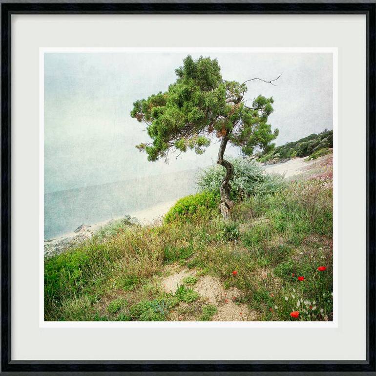 Original Tree Photography by Hélène Vallas Vincent