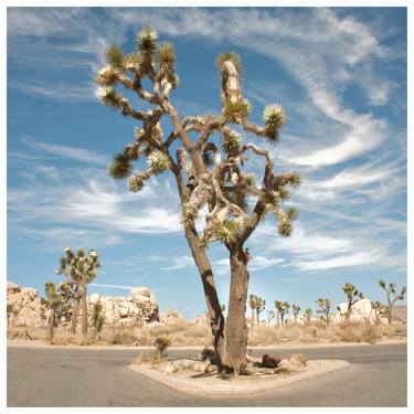 Time in Joshua tree - Limited Edition of 20 thumb