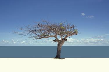 The tree in Cuba - Limited Edition of 20 thumb