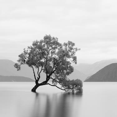 Lake Wanaka Tree - Limited Edition # 4 of 25 thumb