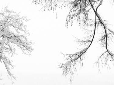 Overhanging branches in snow - Limited Edition of 25 thumb