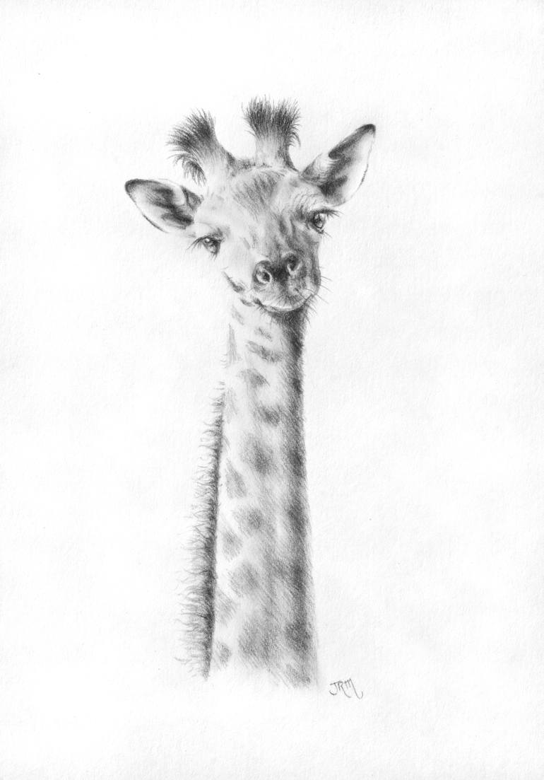 drawings of baby giraffes