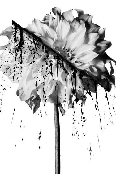 Original Abstract Floral Photography by Stanislav Strilets