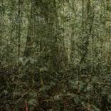 No title (Amazon Rainforest) by Mariana Fogaça