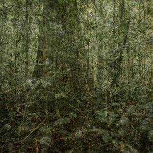 No title (Amazon Rainforest)