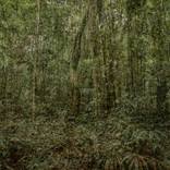 No Title (Amazon Rainforest) by Mariana Fogaça