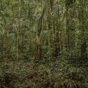 No Title (Amazon Rainforest)