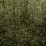 Notitle (Amazon Rainforest) by Mariana Fogaça