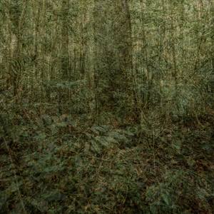 Notitle (Amazon Rainforest)