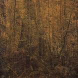No title (Amazon Rainforest) by Mariana Fogaça