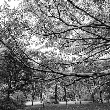 IBIRAPUERA (IBIRAPUERA PARK) - LIMITED EDITION - 80x80cm thumb