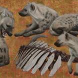 Spotted Hyena by Marc Alexander