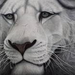 White Lion by Marc Alexander