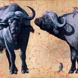 African Buffalo by Marc Alexander