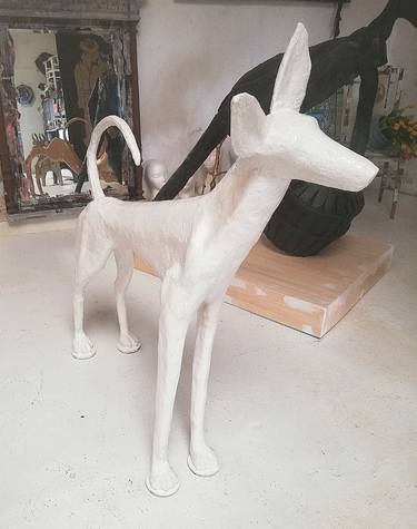 White Podenco thumb