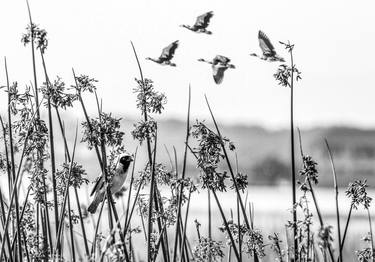 Print of Documentary Nature Photography by Carlo de Santis