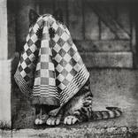 Ghost Cat by Jaco Putker