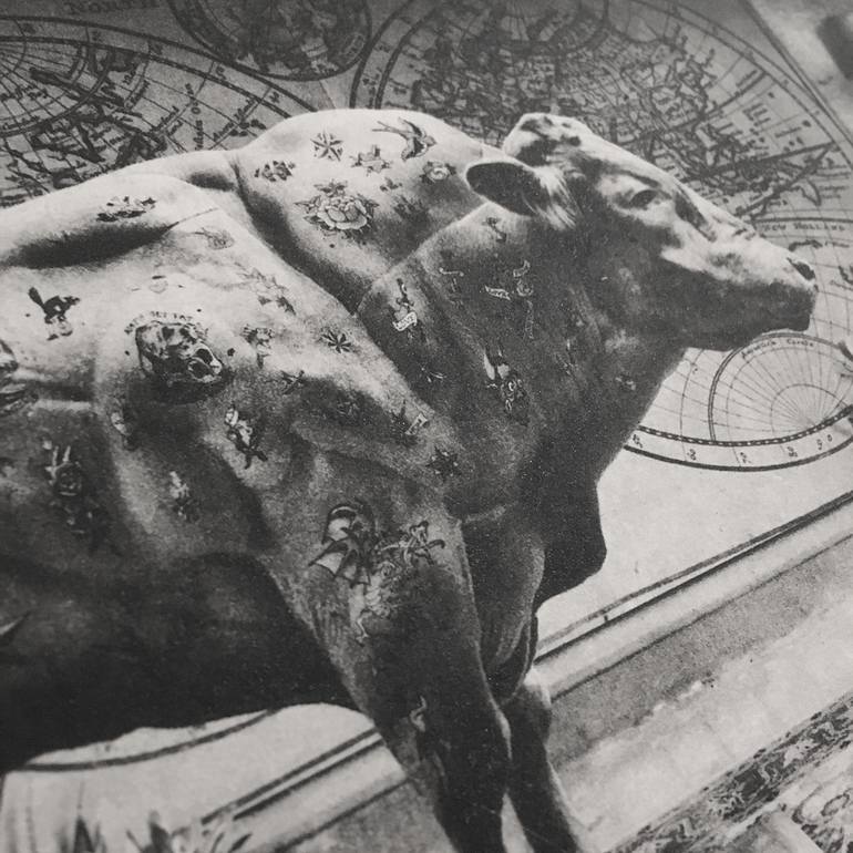 Original Fine Art Cows Printmaking by Jaco Putker