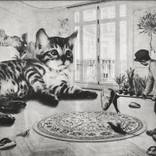 Collection Feline Fascinations