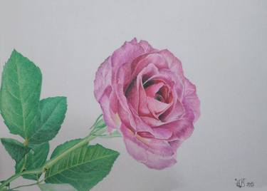 Print of Floral Drawings by Nikola Radujković
