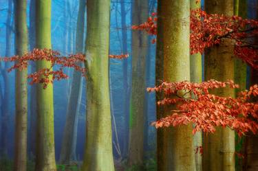 'Copper Beech', Savernake Forest, Wiltshire, United Kingdom. - Limited Edition of 25 thumb