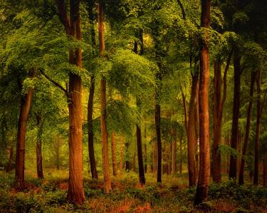 'Summer Beech', Savernake Forest, Wiltshire, United Kingdom - Limited Edition of 25 thumb