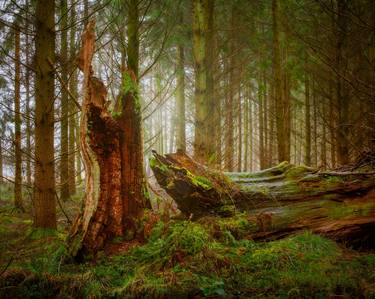 'Passage of Time', Savernake Forest, Wiltshire, United Kingdom - Limited Edition of 25 thumb