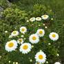 Daisies thriving by the Blackstone River Dam South Grafton Massachusetts.