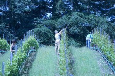 Summer preparation and cleaning of vines in front of a majestic tree. thumb