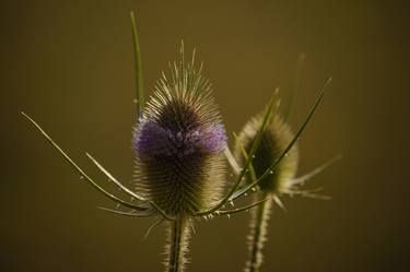 Golden Thistles. thumb