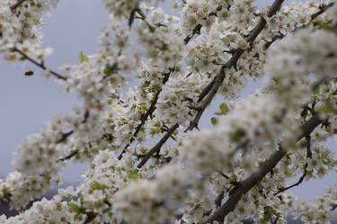 A Window of the Spring. thumb