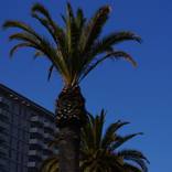 Building and Palm Tree by Romuald Reber