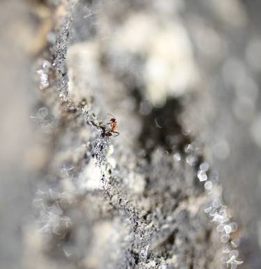 Print of Art Deco Nature Photography by Suzana Uršič