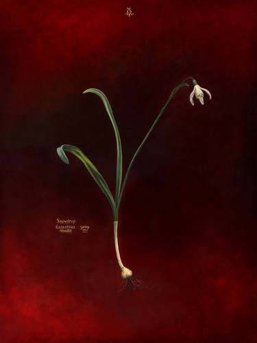 Snowdrop, Galanthus nivalis thumb