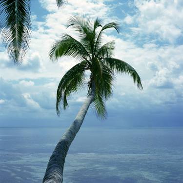 Palm Tree, Belize thumb