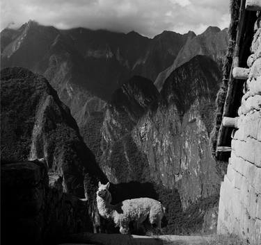 Machu Picchu Lama thumb