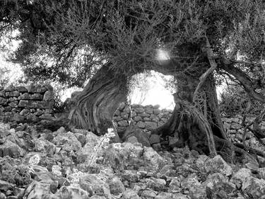 Old olive trees thumb