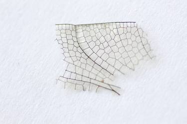 Wing fragment of a Four-spotted Chaser, Libellula quadrimaculata thumb