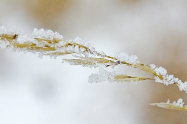 Print of Nature Photography by Mary C Legg