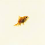 Goldfish(Orange) by Jeong Im Yi