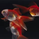Goldfish by Jeong Im Yi