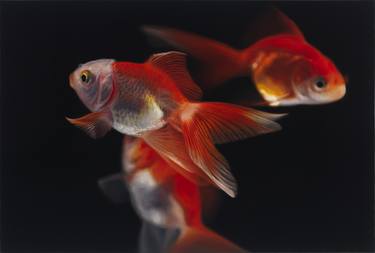 Print of Photorealism Fish Paintings by Jeong Im Yi