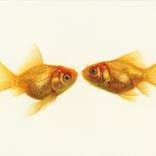 Goldfish(Orange Gold) by Jeong Im Yi