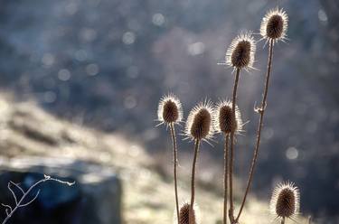 Print of Landscape Photography by Valentyna Makhlovets