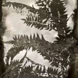 Sweeter, one-of-a-kind Mordançage Photogram by Debora Francis