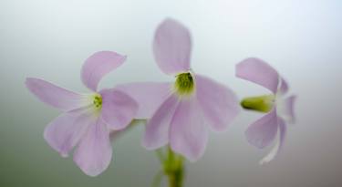 Floral Aria thumb