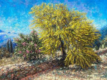 Blooming Acacia Tree in Aegina Greece thumb