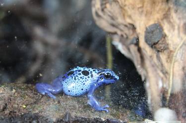 The Blue Frog - Limited Edition of 5 thumb