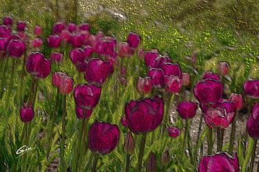 Tulips in full bloom 2020  557 - Limited Edition of 10 thumb