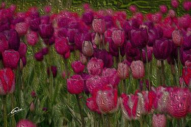 Tulips in full bloom 2020 562 - Limited Edition of 10 thumb
